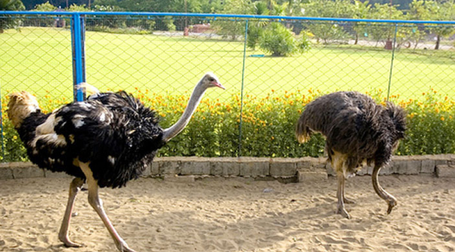 mini-zoo-port-blair