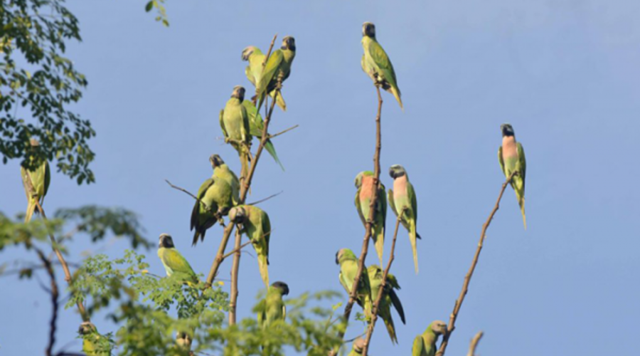 Parrot Island in Andaman 