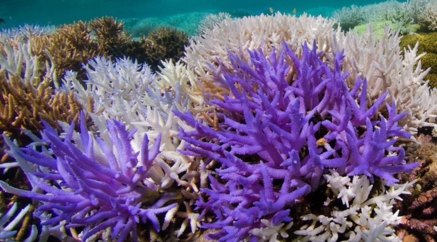 coral reefs of andaman