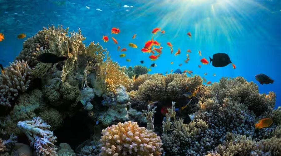 coral reefs of andaman