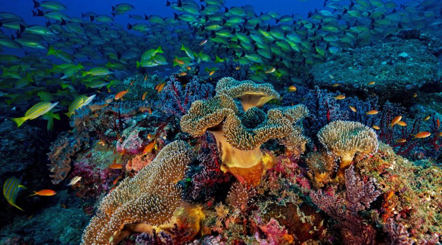 coral reefs of andaman