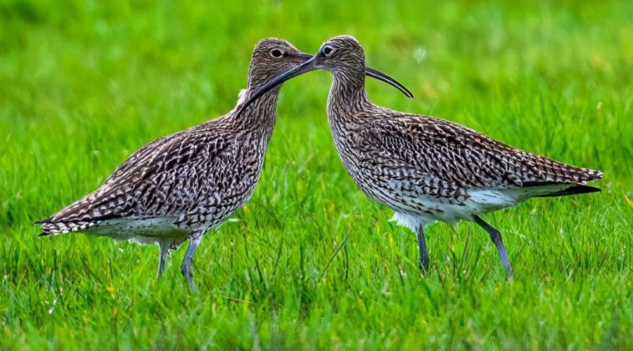 bird watching andaman