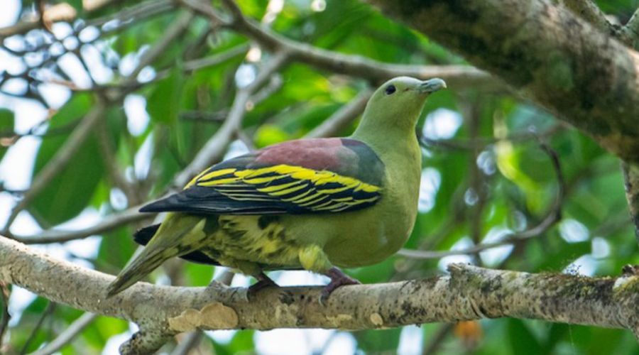 bird watching andaman